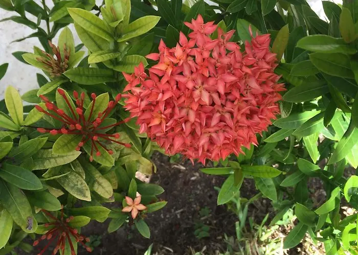Acomodação com café da manhã  Casa Camelia
